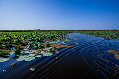 آغاز شکفتن نیلوفرهای آبی تالاب انزلی 